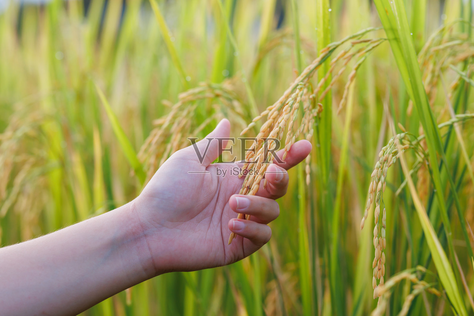 一位农民在阳光明媚的田野中检查金色稻穗，象征着成熟和适合可持续农业、农业和农村发展的丰收季节。照片摄影图片