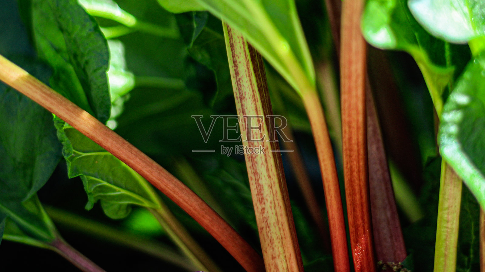 花园大黄茎的特写镜头。低角度视图，背景呈现抽象的森林景观。照片摄影图片