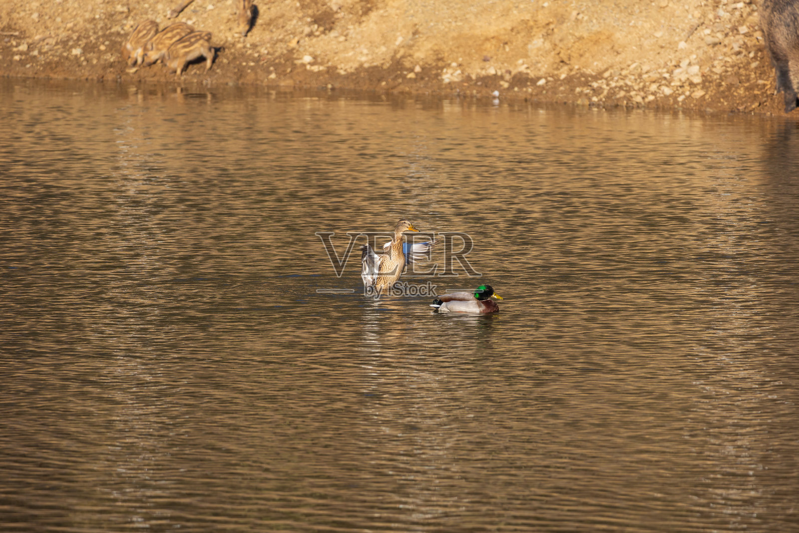 雄性和雌性鸭子在夕阳下的池塘中游泳照片摄影图片