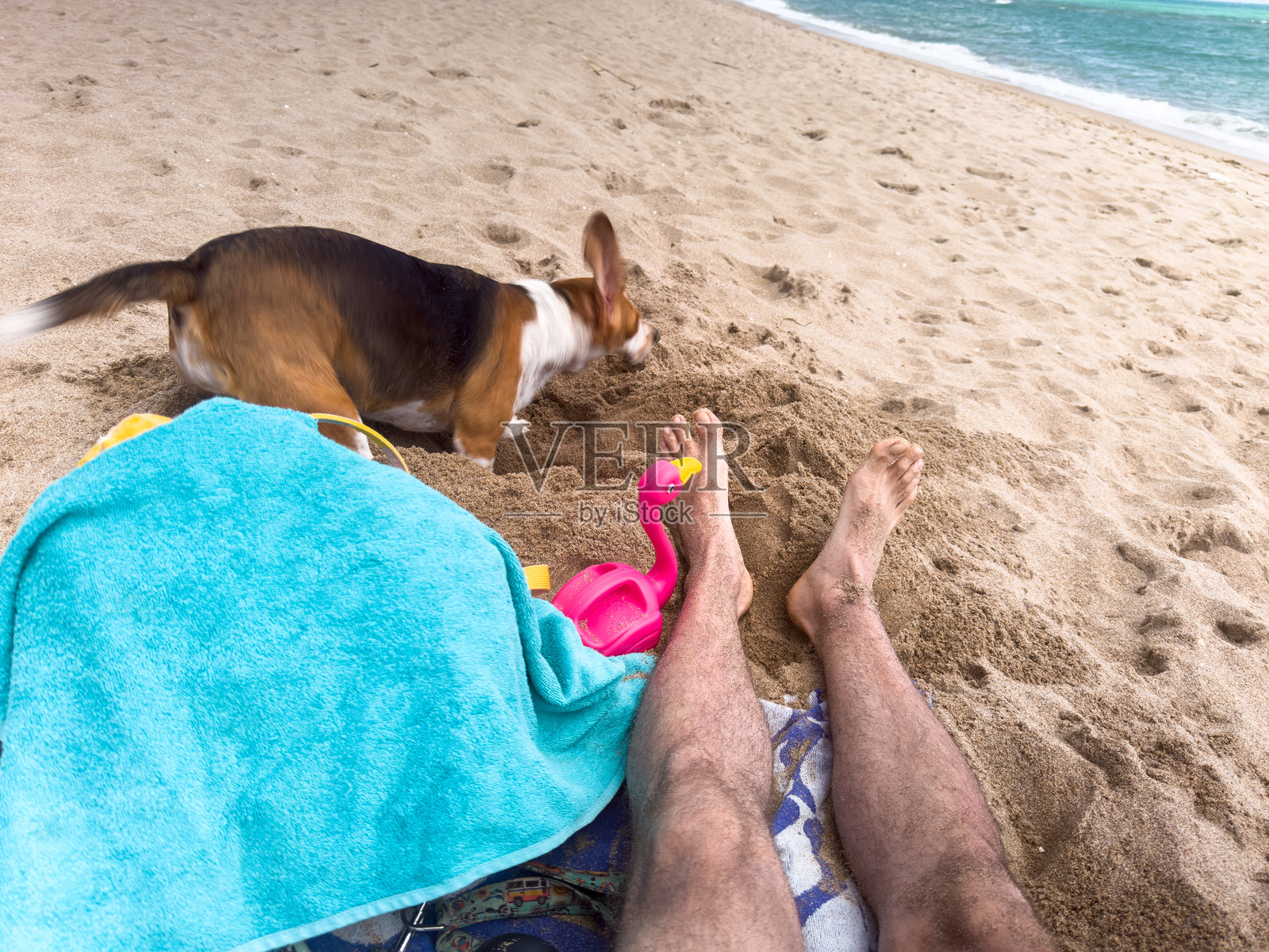 比格犬在沙滩上挖沙，旁边是一位放松的男人照片摄影图片