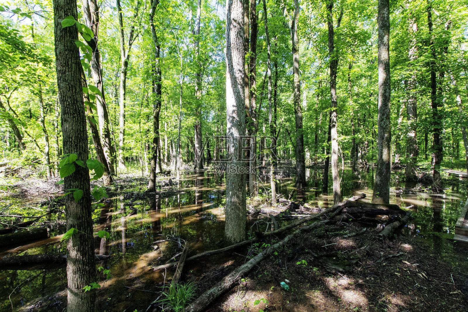 印第安纳州波西县的双沼泽自然保护区春季景色照片摄影图片