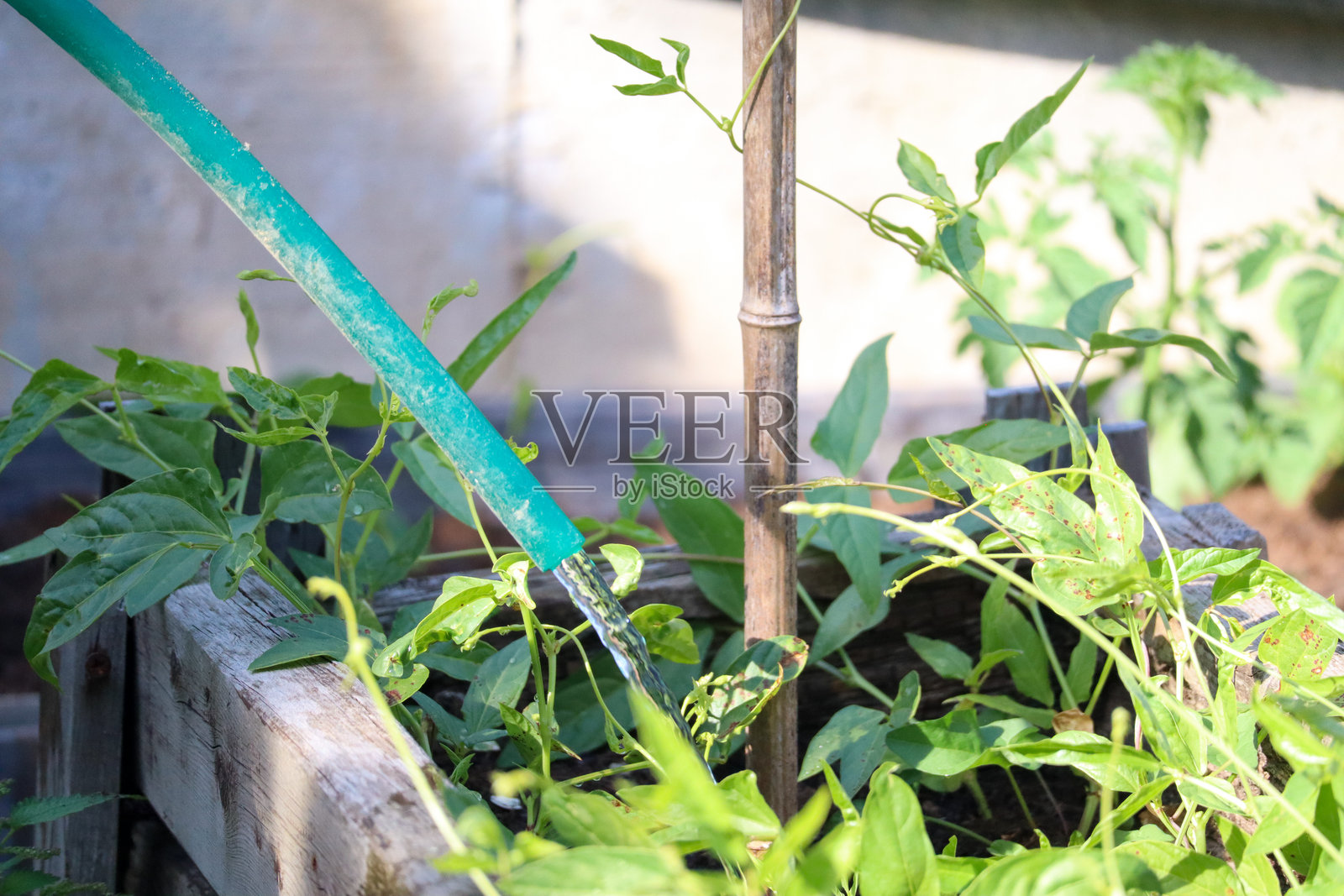 浇水植物照片摄影图片