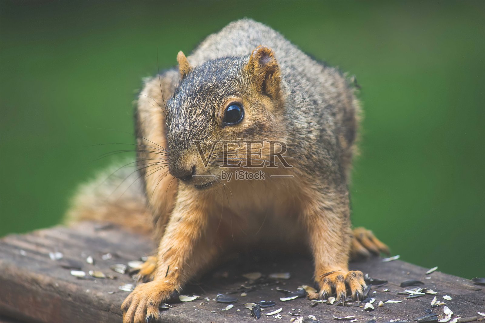 好奇的松鼠在木桌上吃向日葵种子照片摄影图片
