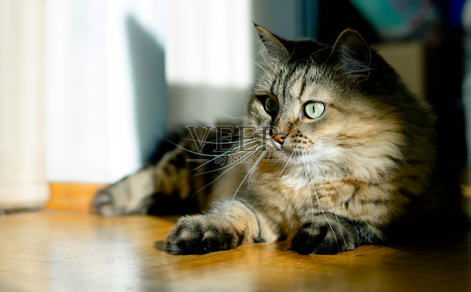 家猫躺在阳光照射下的木地板上照片摄影图片