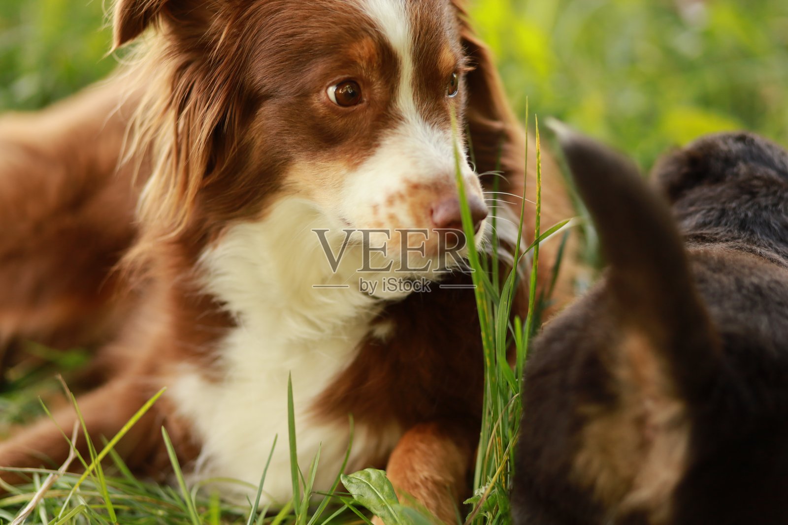 两只狗躺在草地上，其中一只在看着另一只。照片摄影图片