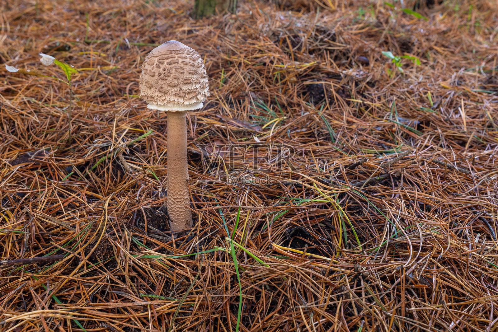 秋季波兰森林中松针间生长的蘑菇。照片摄影图片