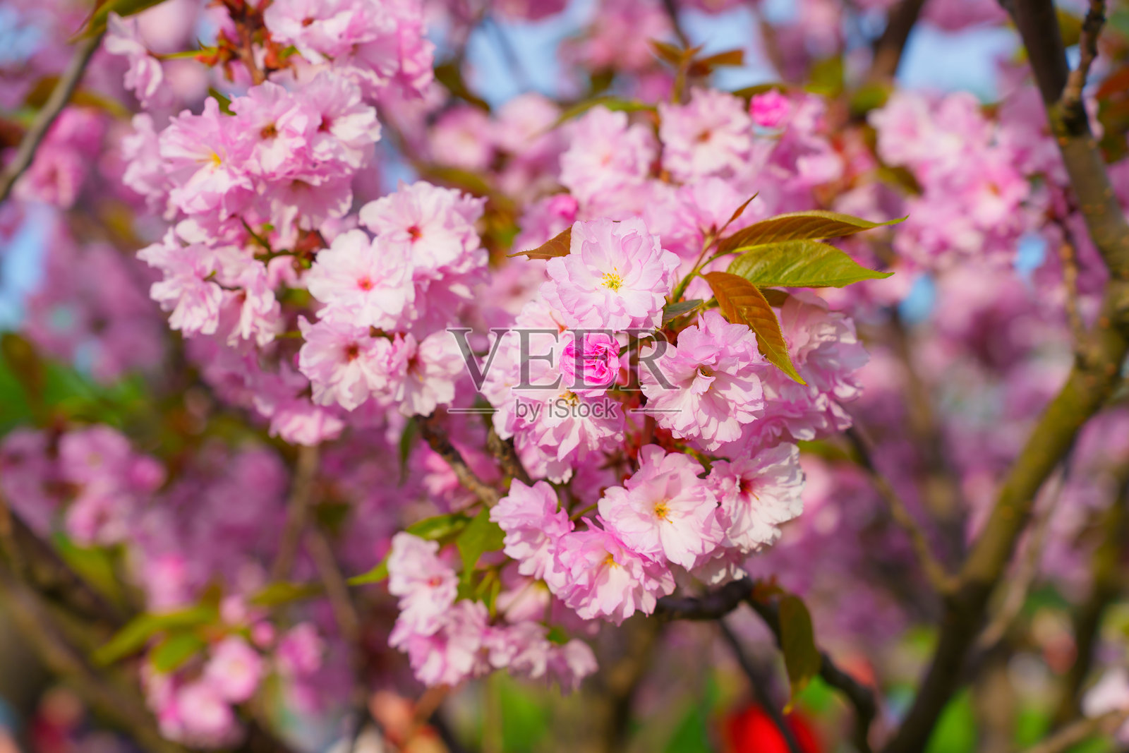 春天盛开的美丽粉色樱花照片摄影图片