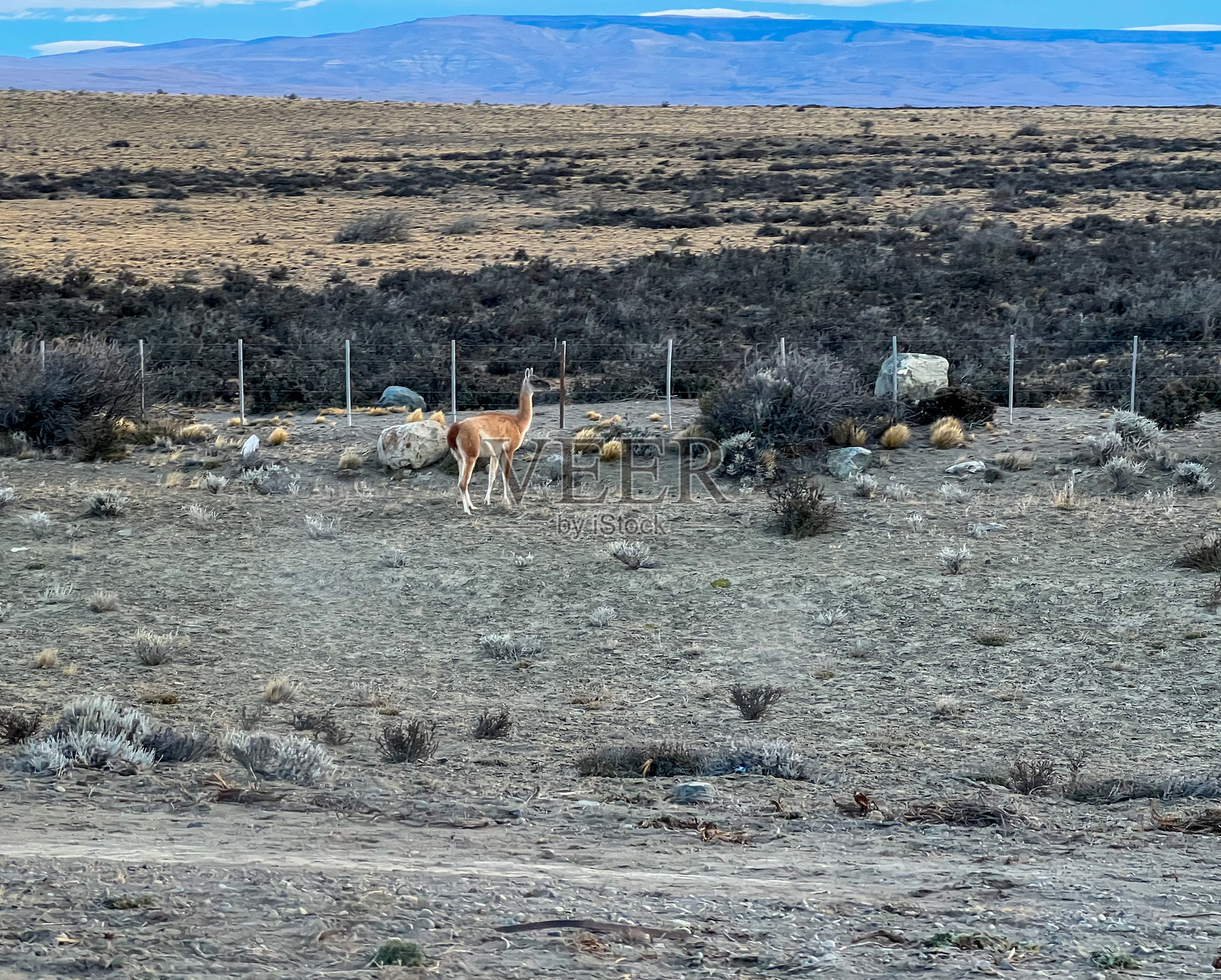华南骆驼照片摄影图片