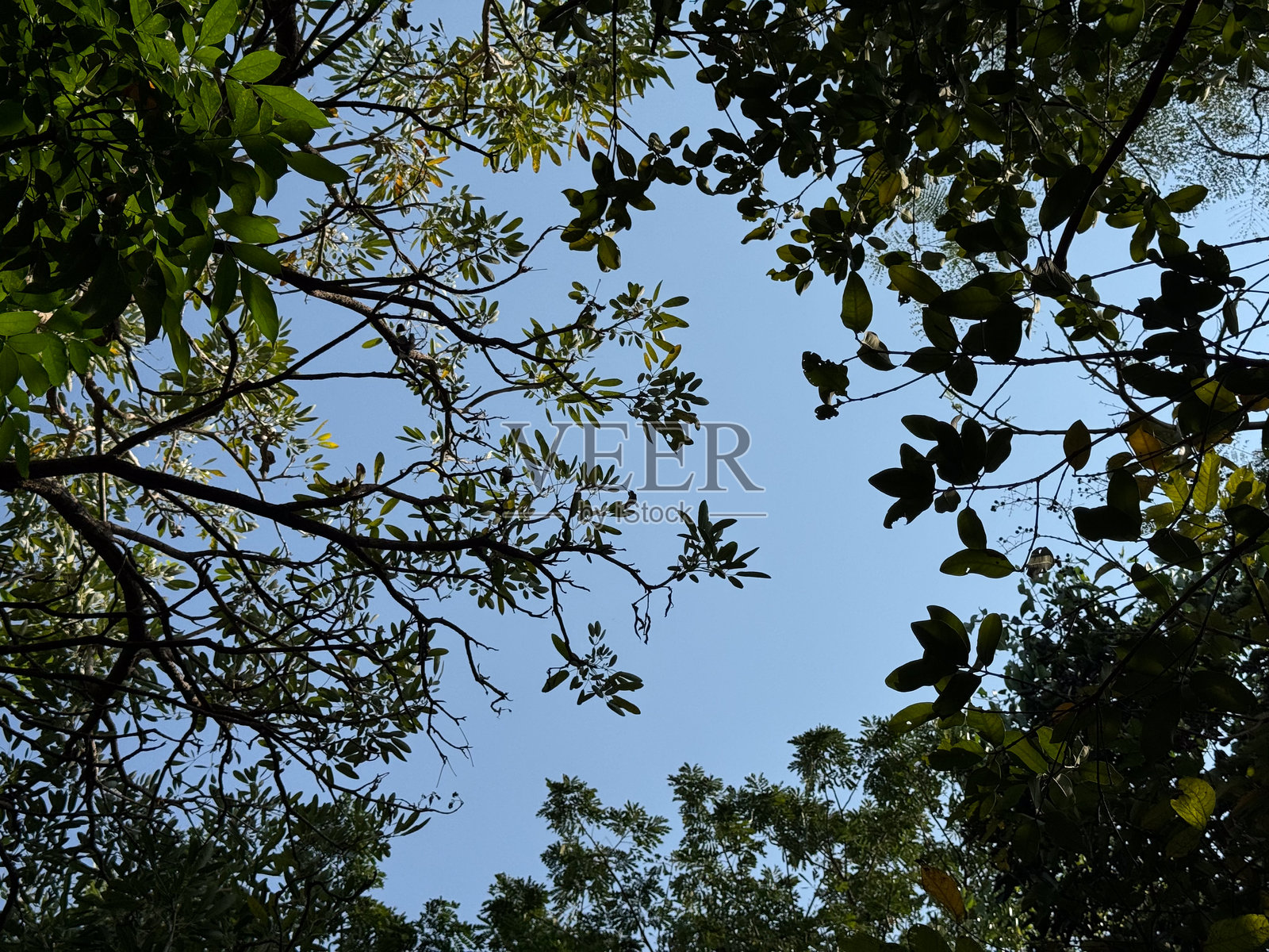 树冠与蓝天的视角照片摄影图片