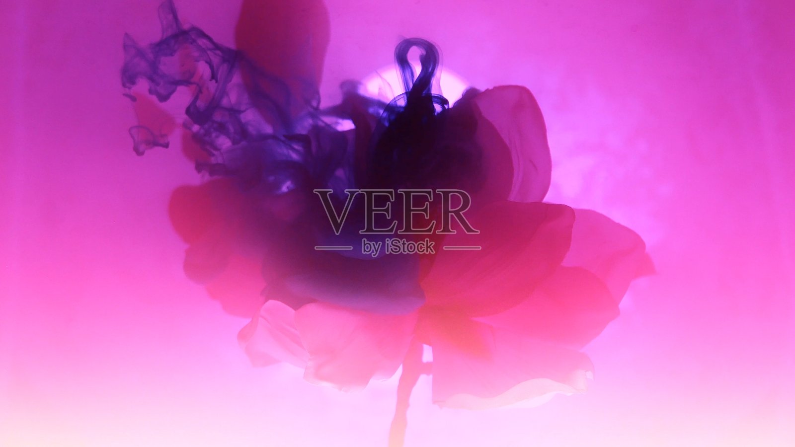 水中盛开的兰花与多彩墨水照片摄影图片