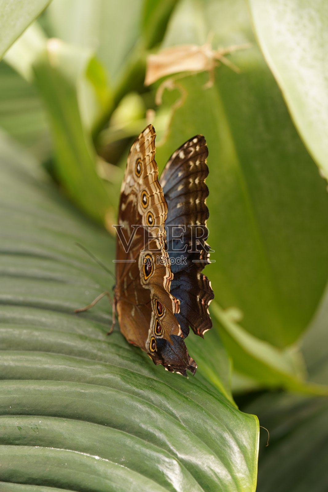 普通变色蝶照片摄影图片