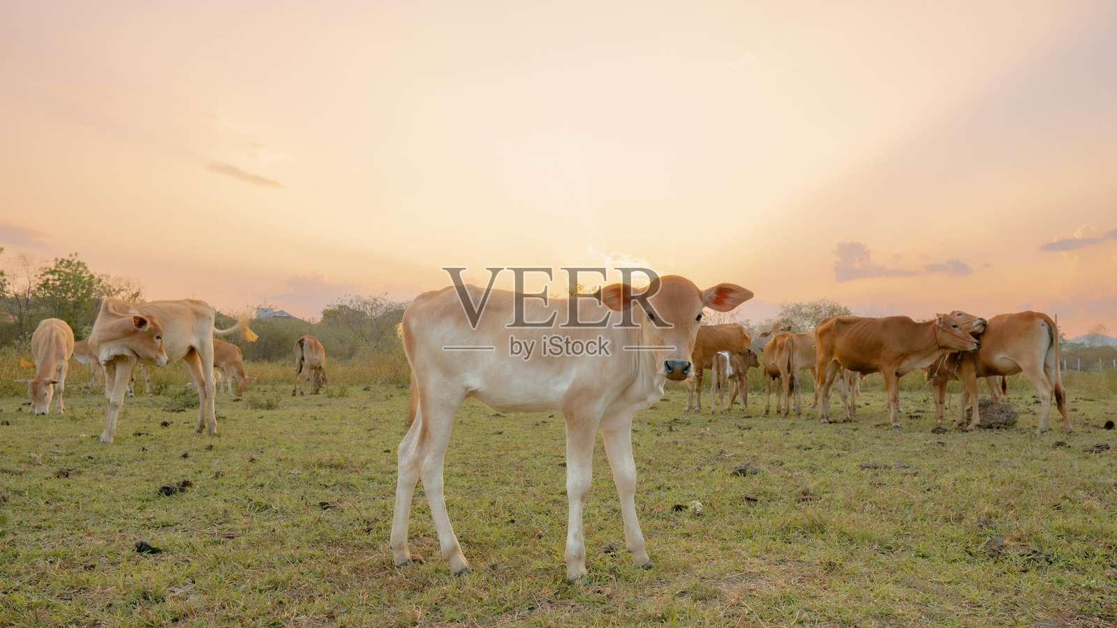 泰国的牛群在金色的晚霞中照片摄影图片