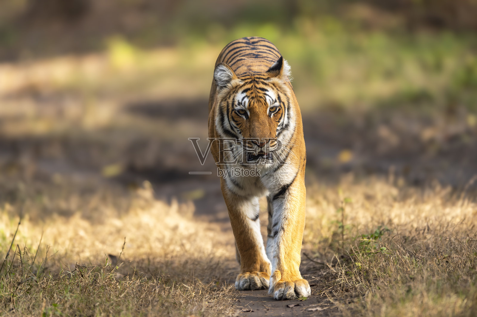 野生雌性孟加拉虎（或称为虎，学名：Panthera tigris）在印度乌塔拉坎德的吉姆·科尔贝特国家公园保护区的迪卡拉区域，早晨在狩猎小径上巡逻，目光直视。照片摄影图片