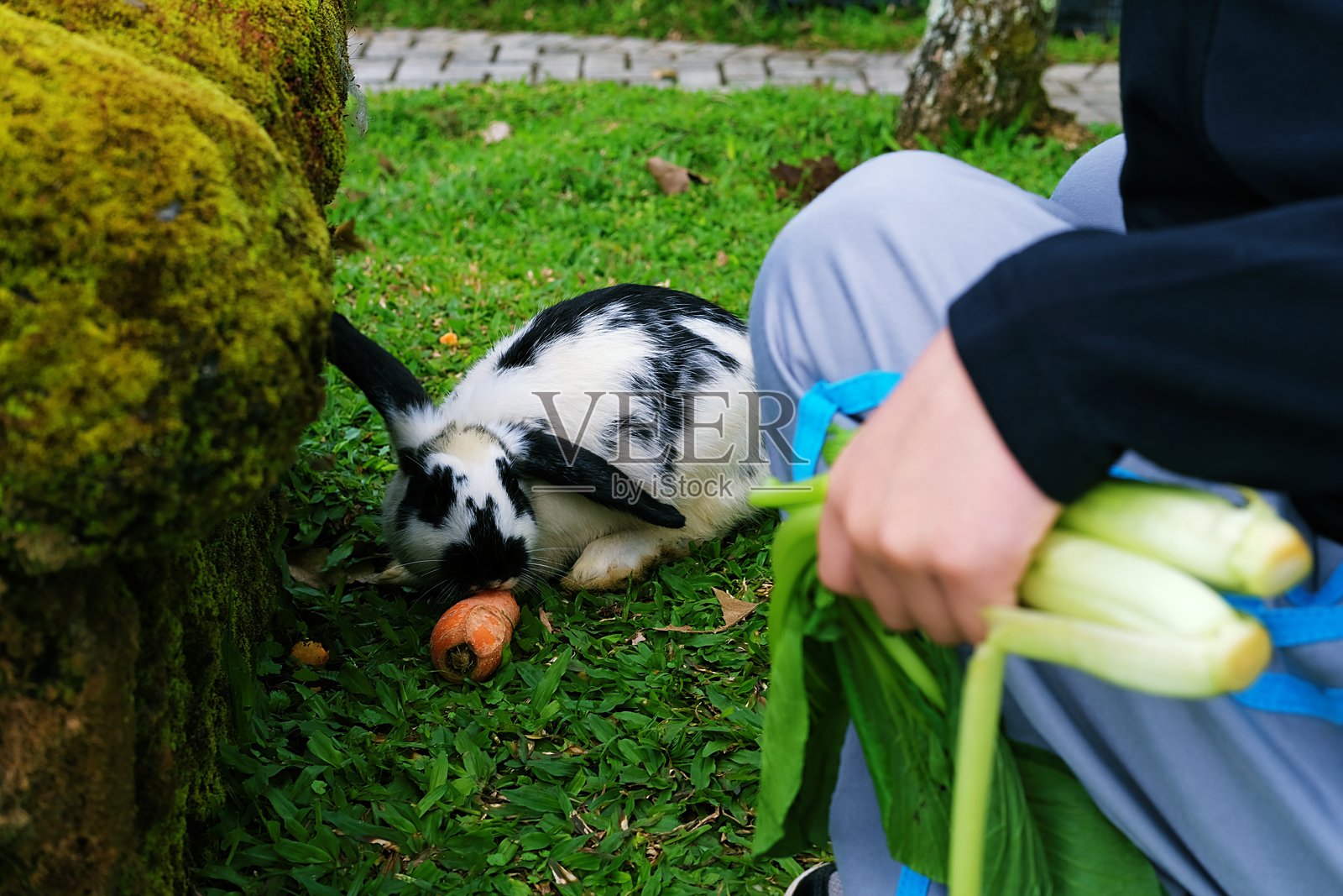 一个孩子在草地上抱着新鲜的绿色蔬菜，旁边是一只黑白相间的兔子正在吃胡萝卜。照片摄影图片