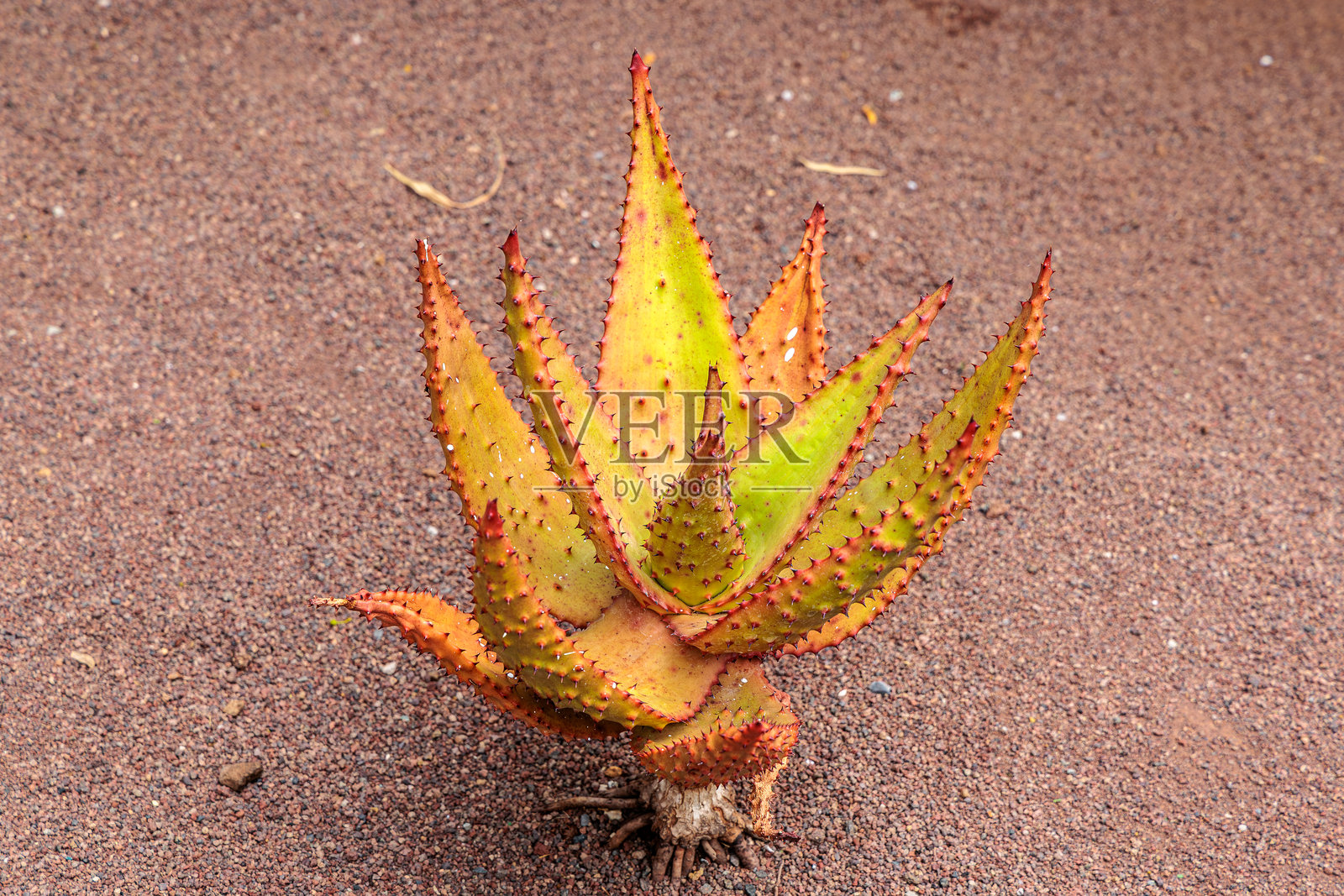 在加那利群岛大加那利岛的鳄鱼公园中的卡梅隆芦荟照片摄影图片