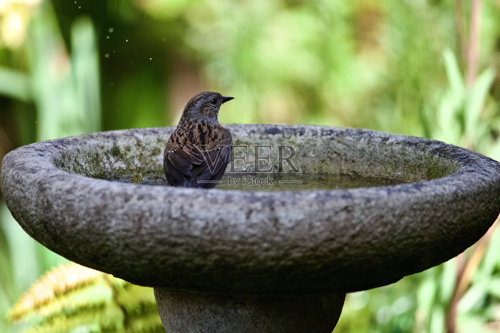 在鸟浴中洗澡的杜鹃园鸟照片摄影图片