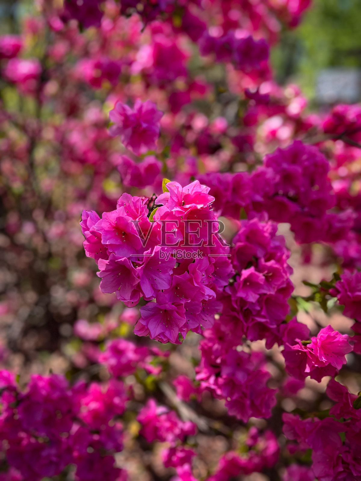 花园里的粉色杜鹃花照片摄影图片