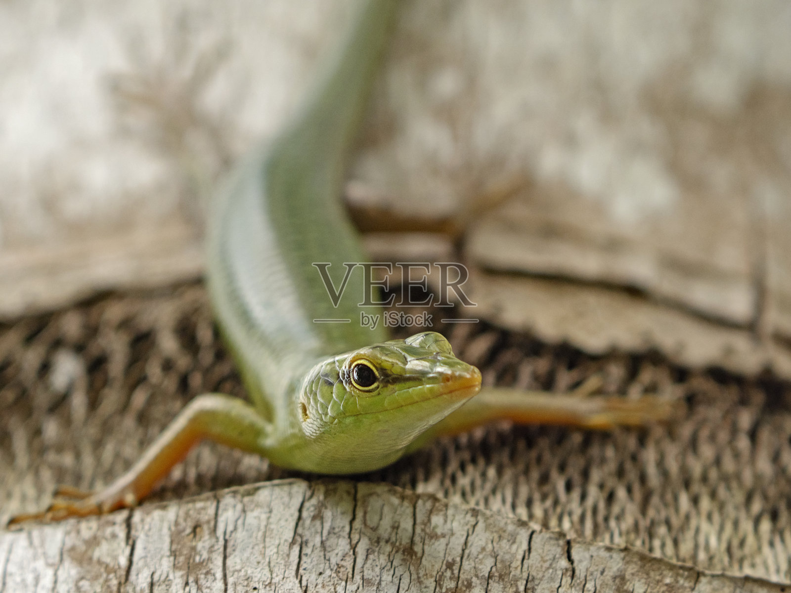 翡翠树蜥，翡翠光滑蜥（Laprolepsis smaragdina）照片摄影图片