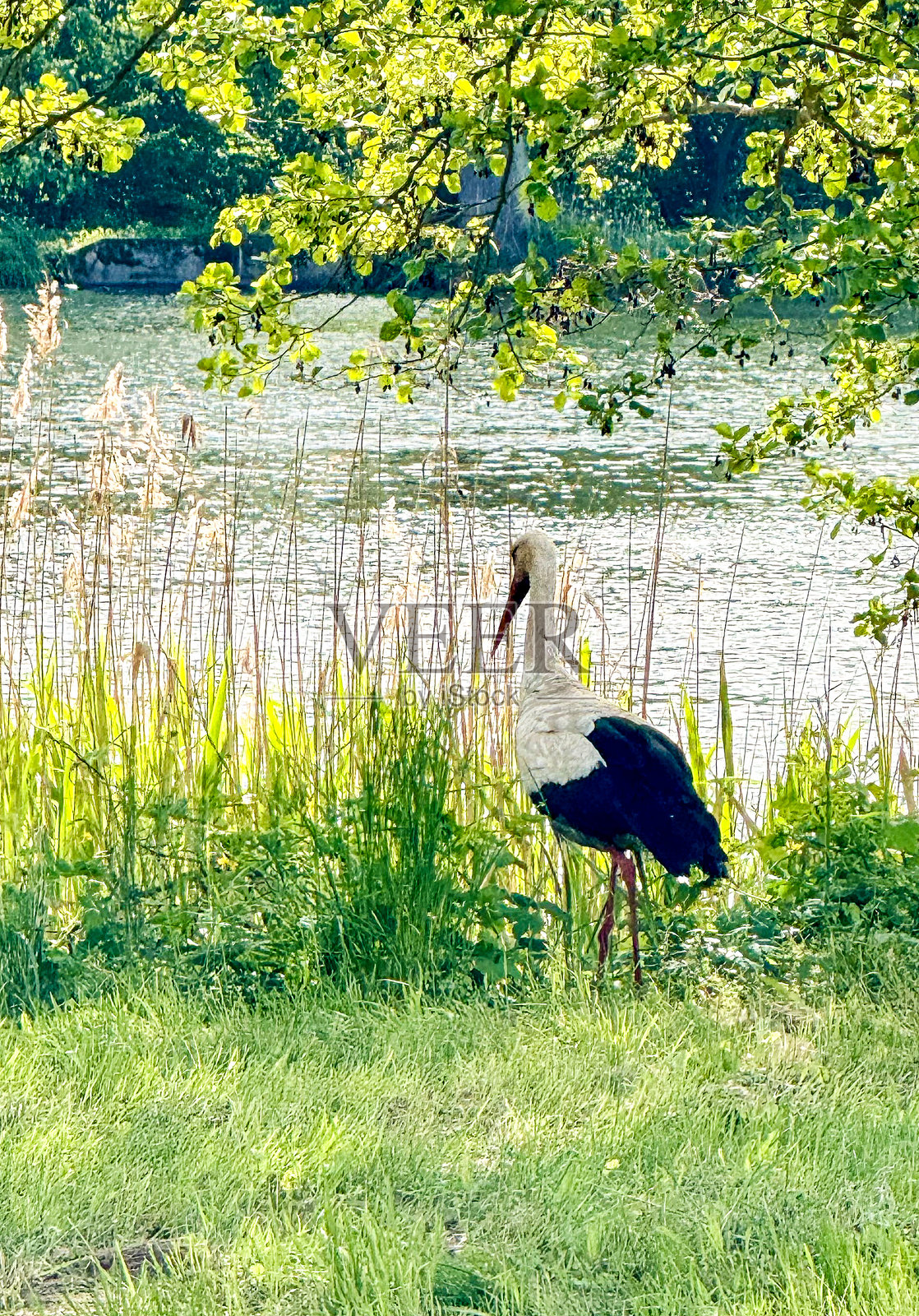 夏季池塘附近的美丽鹳鸟照片摄影图片