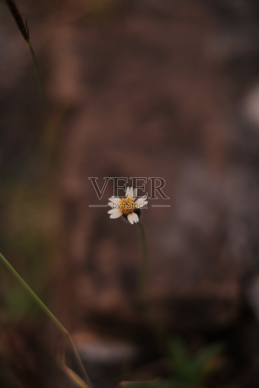 花朵照片摄影图片