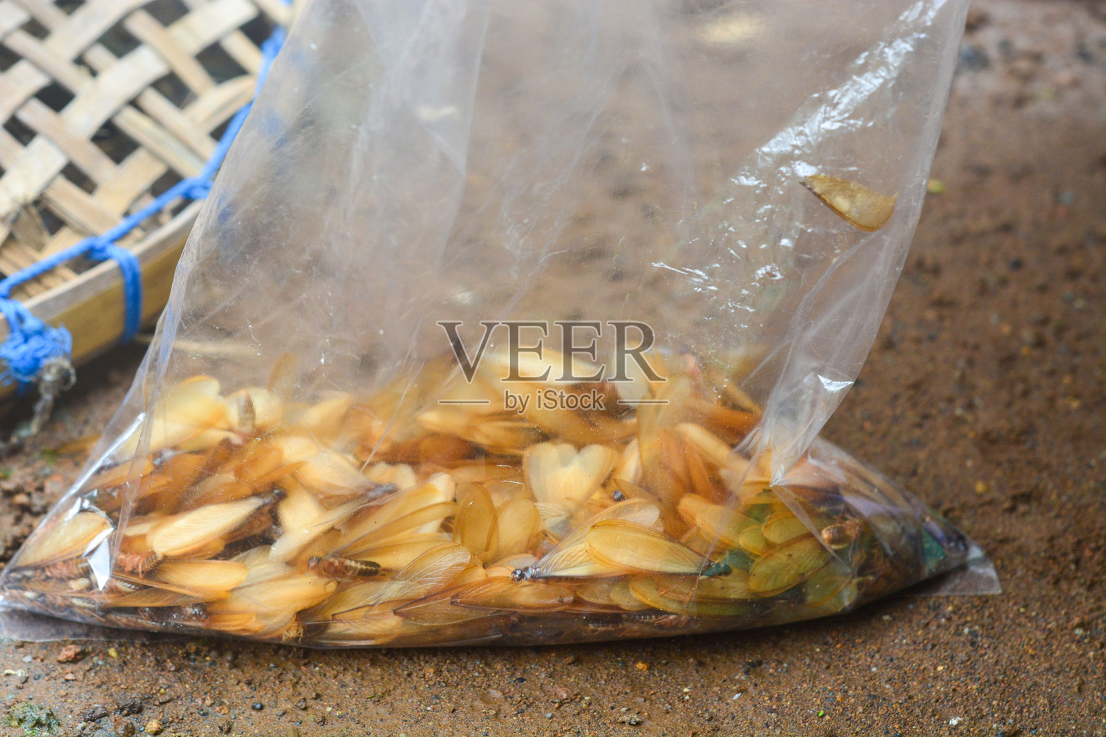 小工蚁白蚁，蚂蚁特写照片摄影图片