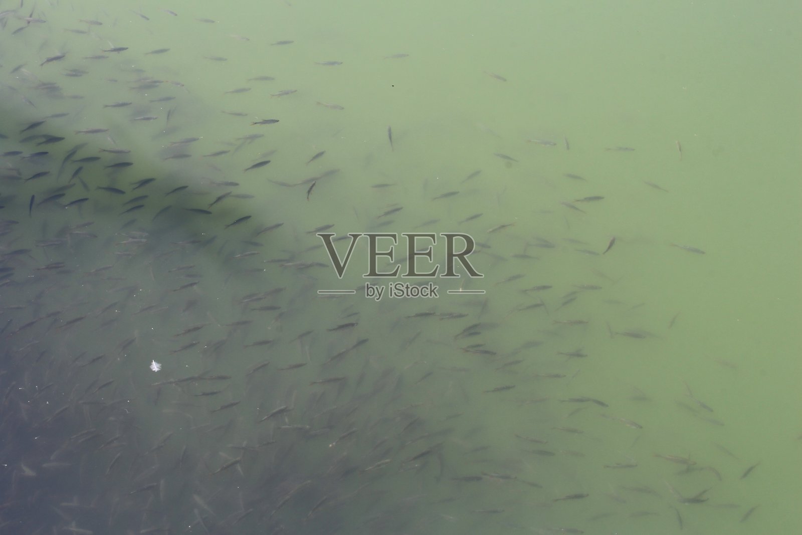 鱼的特写镜头照片摄影图片