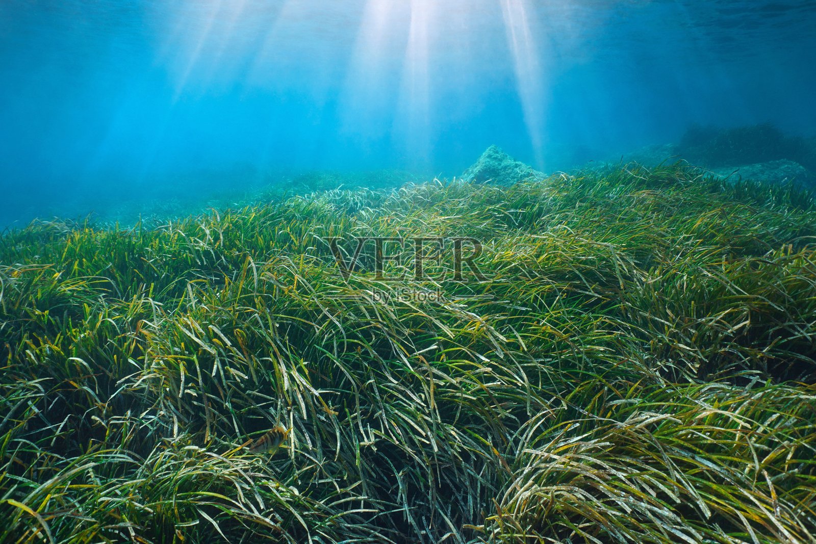 地中海水下阳光照射下的海草景观照片摄影图片