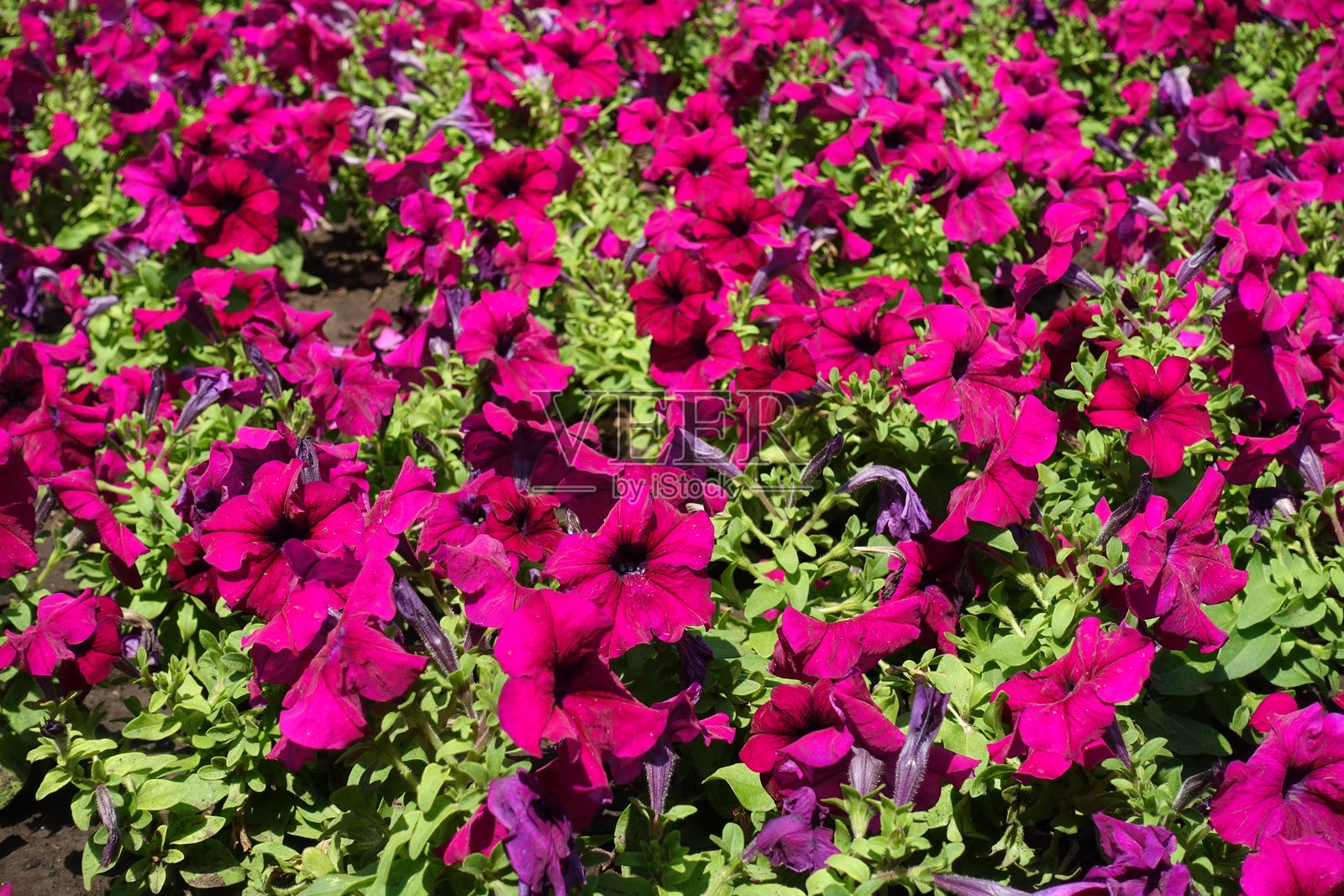 七月中旬盛开的紫红色矮牵牛花繁盛景象照片摄影图片