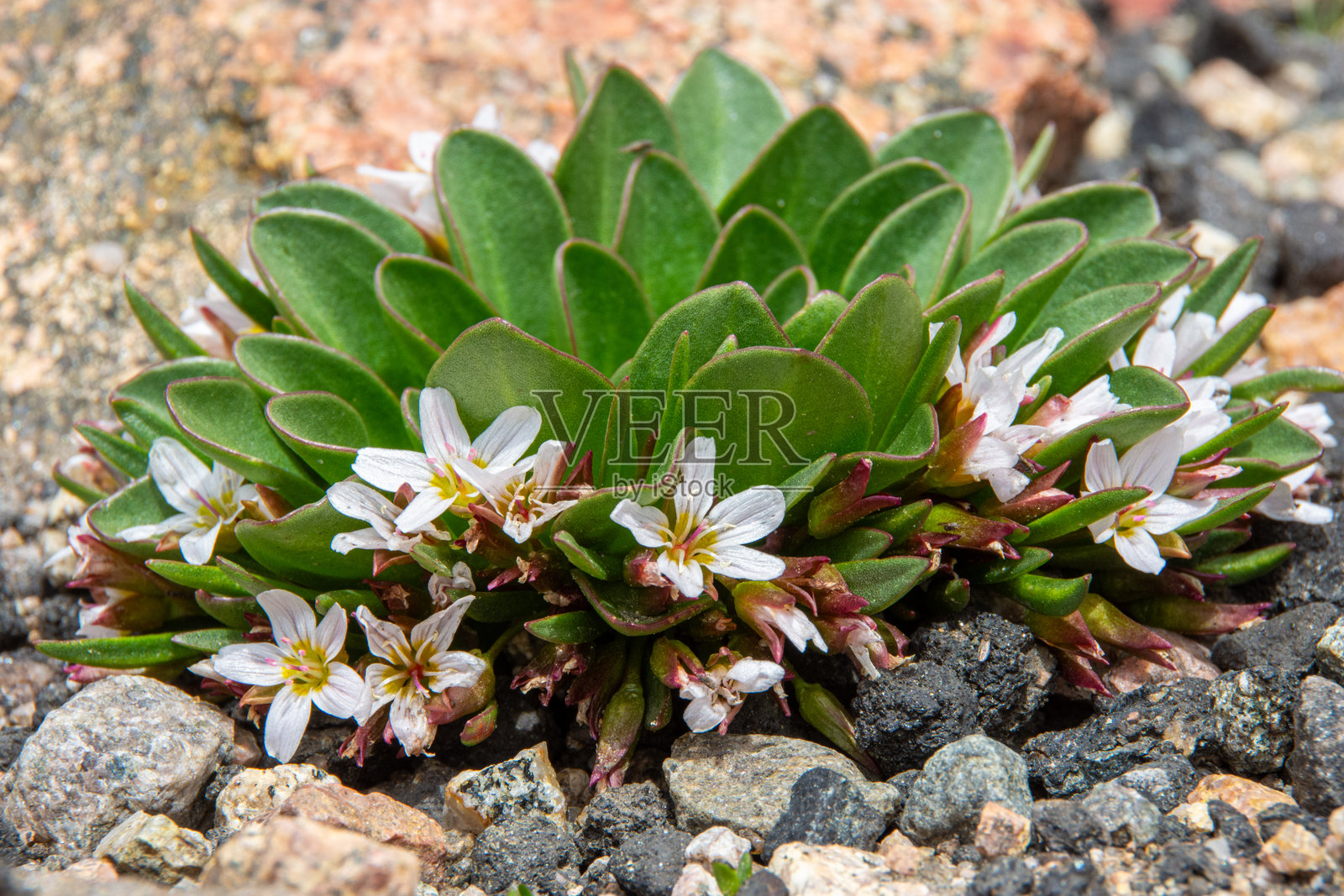 阿尔卑斯克莱顿花，也被称为春美花，是科罗拉多州高山苔原上最早绽放的春季花卉之一。照片摄影图片