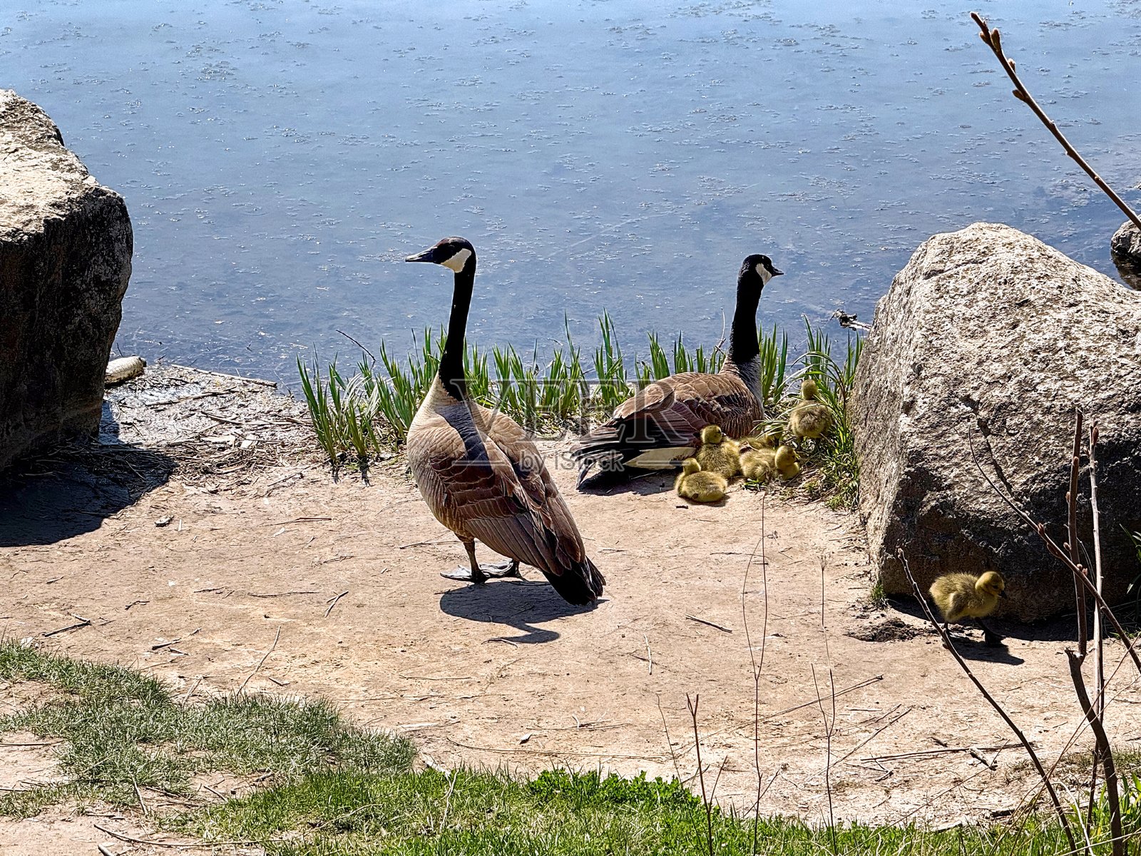 野鹅照片摄影图片