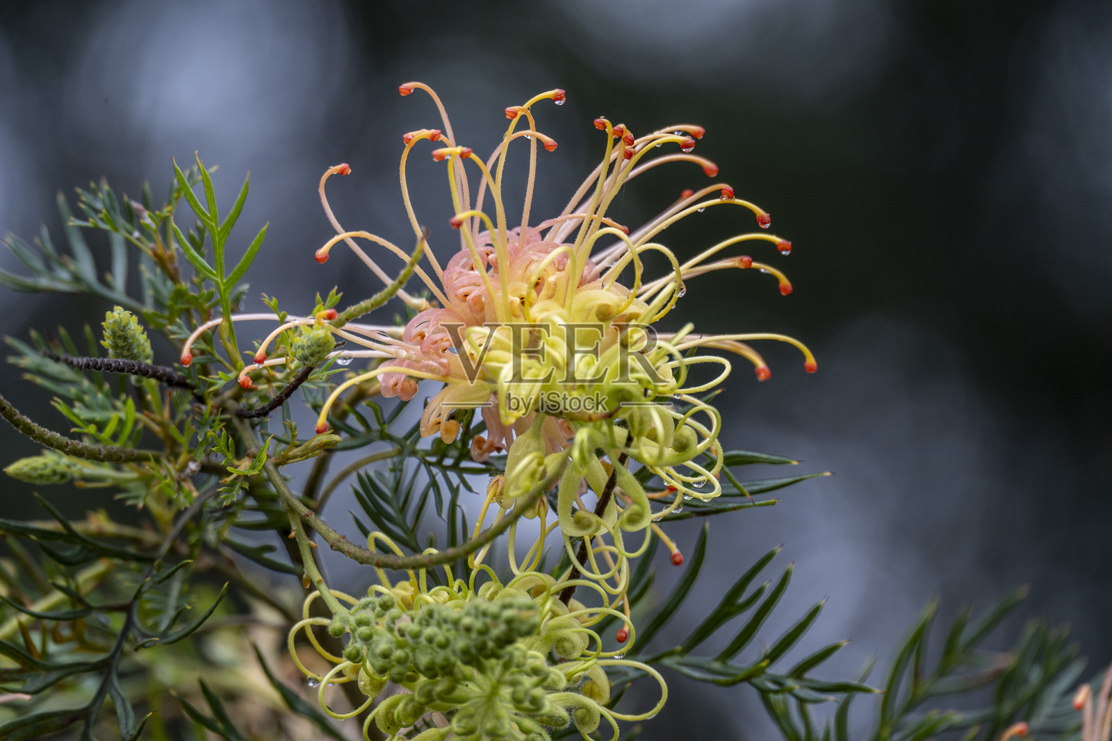 澳大利亚灌木丛中的瓶刷花照片摄影图片