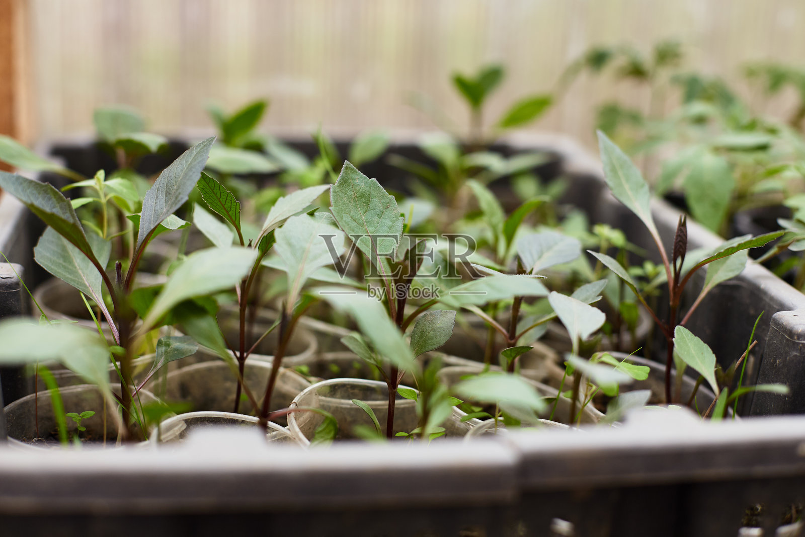 温室中春初的托盘里生长茂盛的绿色幼苗照片摄影图片