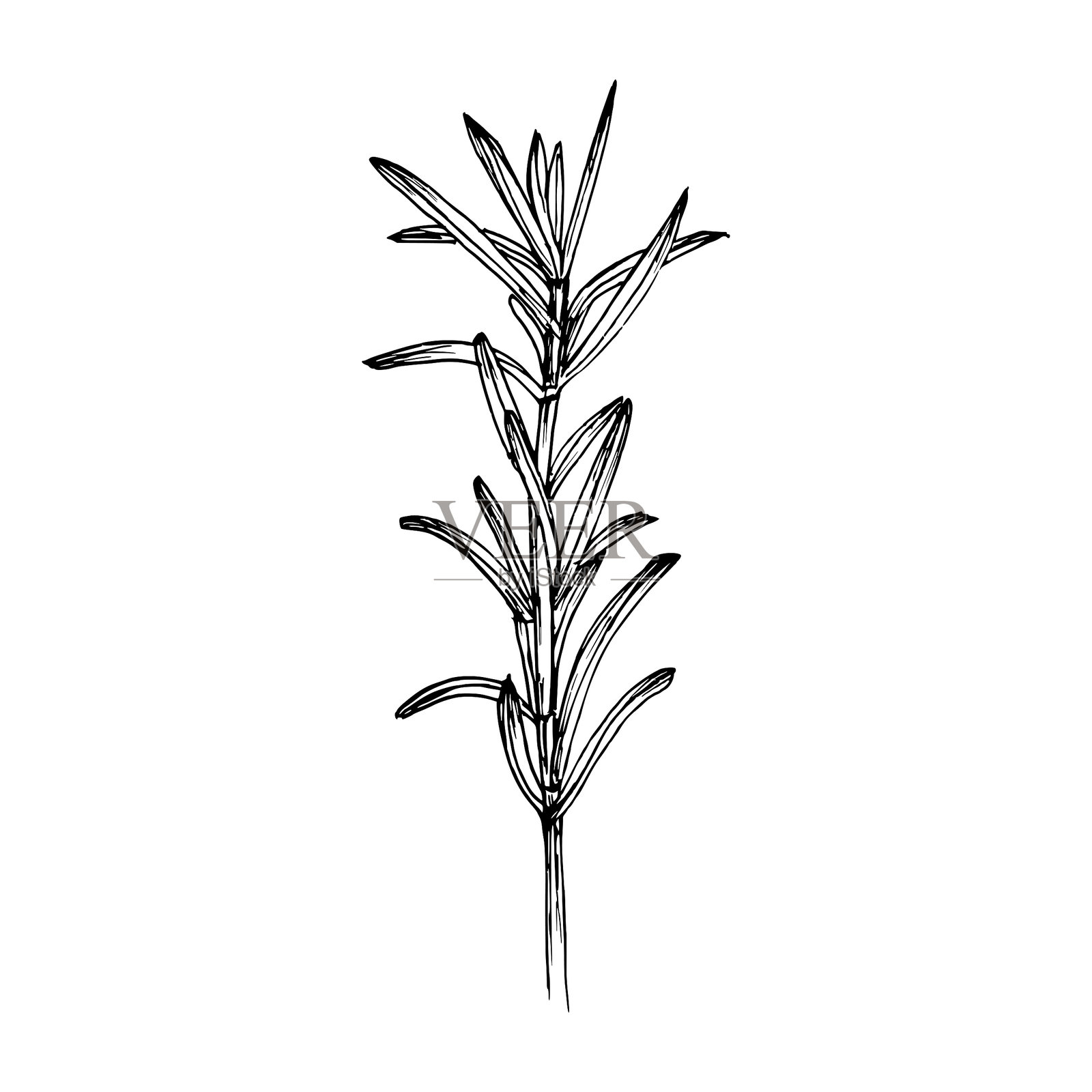 迷迭香草本植物素描轮廓插图。用于烹饪、芳香疗法、园艺和药用概念的雕刻风格植物图。手绘花卉矢量剪贴画。插画图片素材