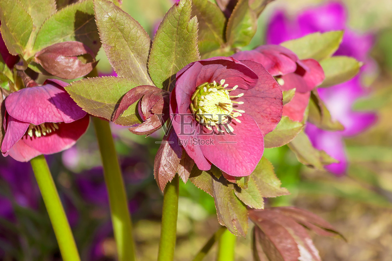 草本多年生植物黑种草（Helleborus）与毛茛科直接相关。照片摄影图片