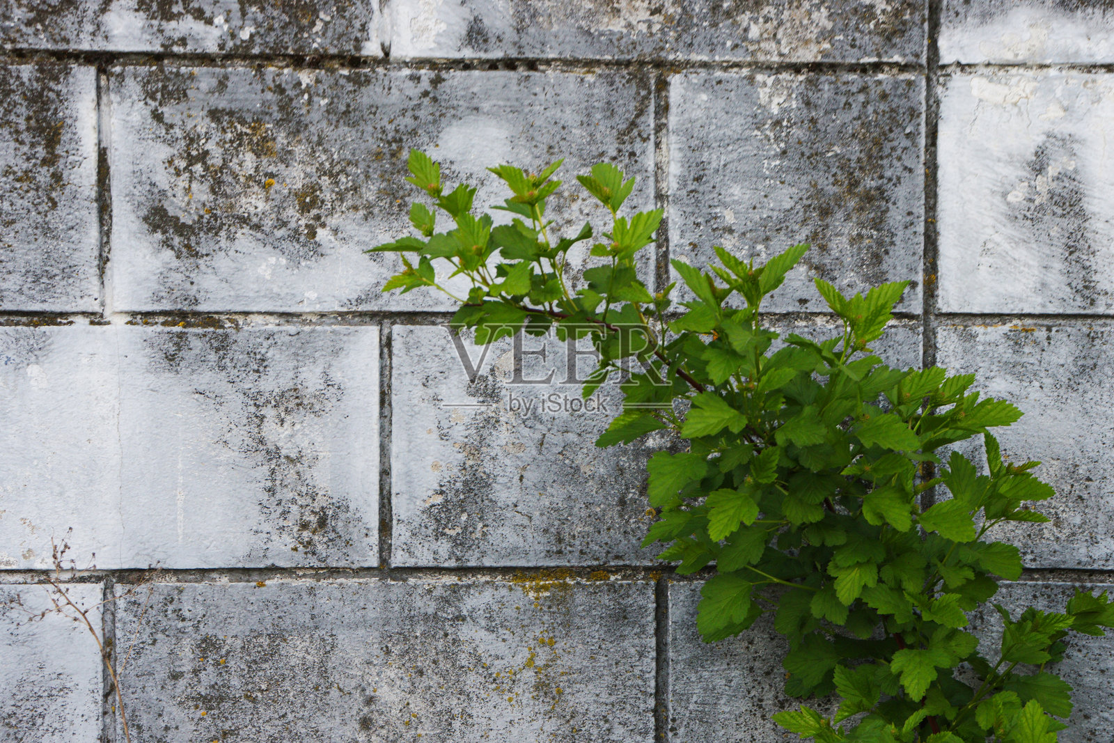 绿色植物映衬在古老墙壁的背景下。照片摄影图片