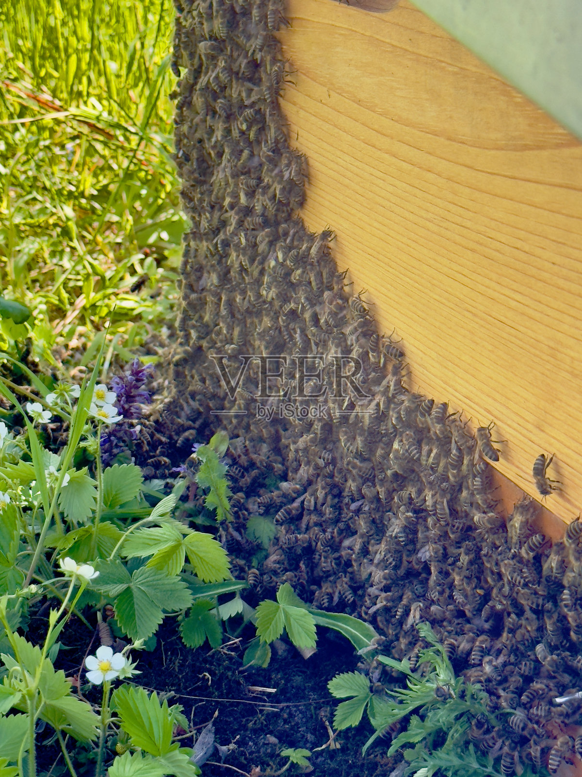 一大群蜜蜂聚集在木制蜂箱的角落特写镜头照片摄影图片