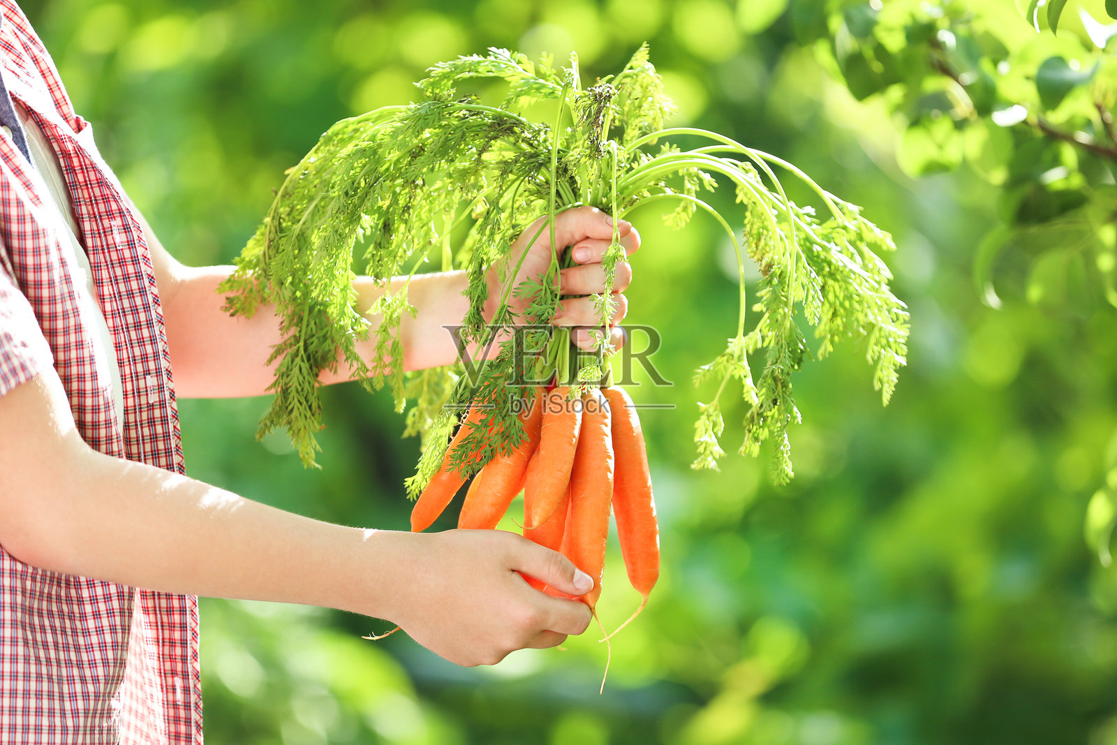 小男孩在花园里拿着新鲜的胡萝卜照片摄影图片