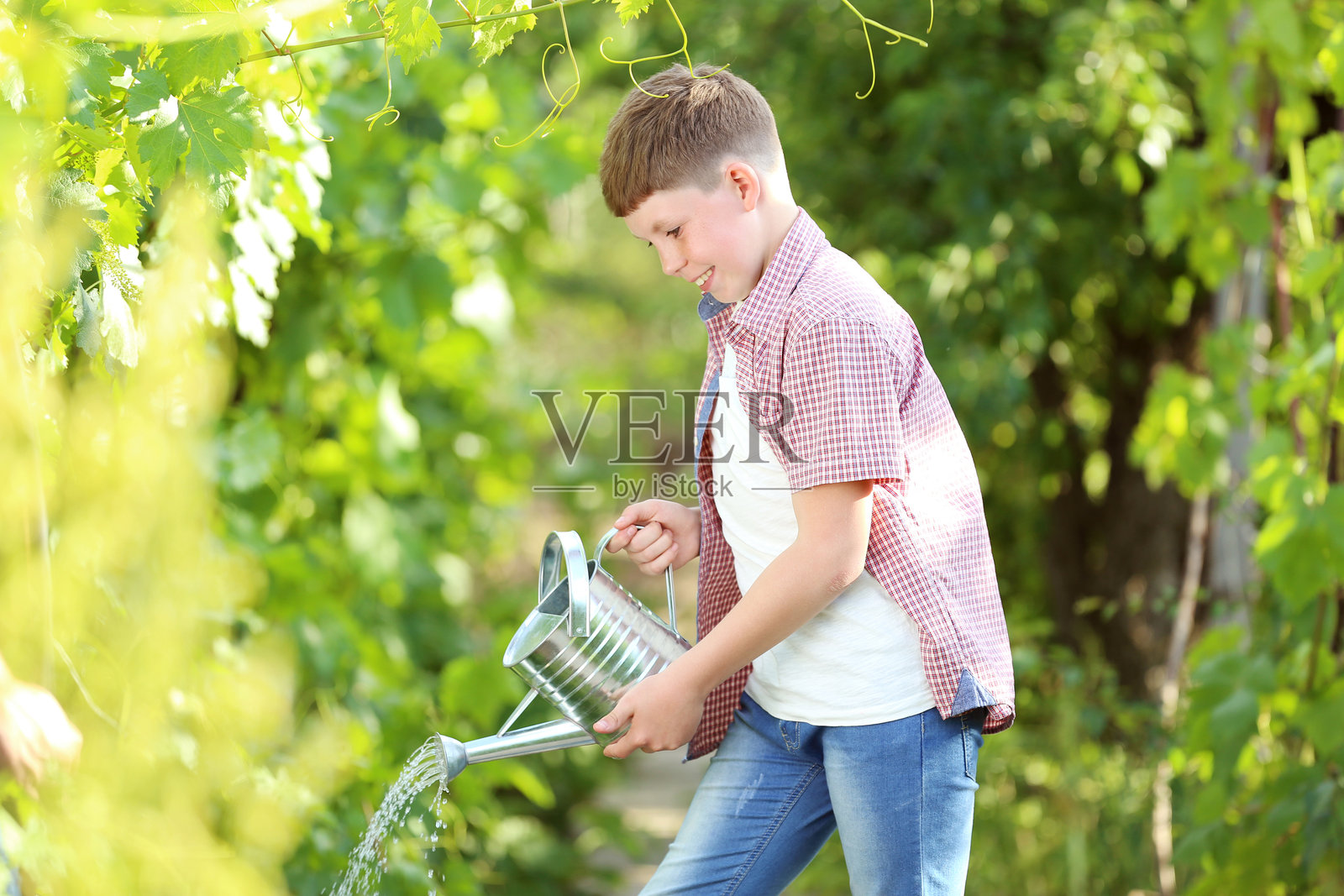 小男孩在花园里浇水照片摄影图片