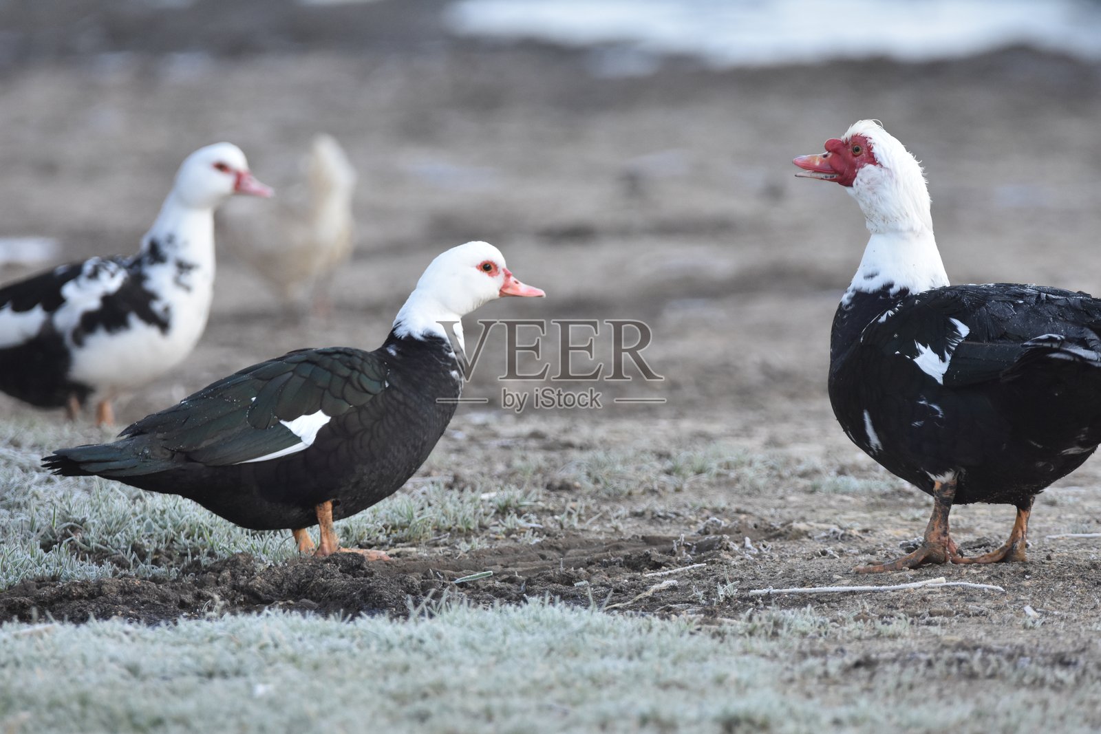 冬季在法国萨尔特省的马梅尔斯，黑白鸭子在草地上。照片摄影图片
