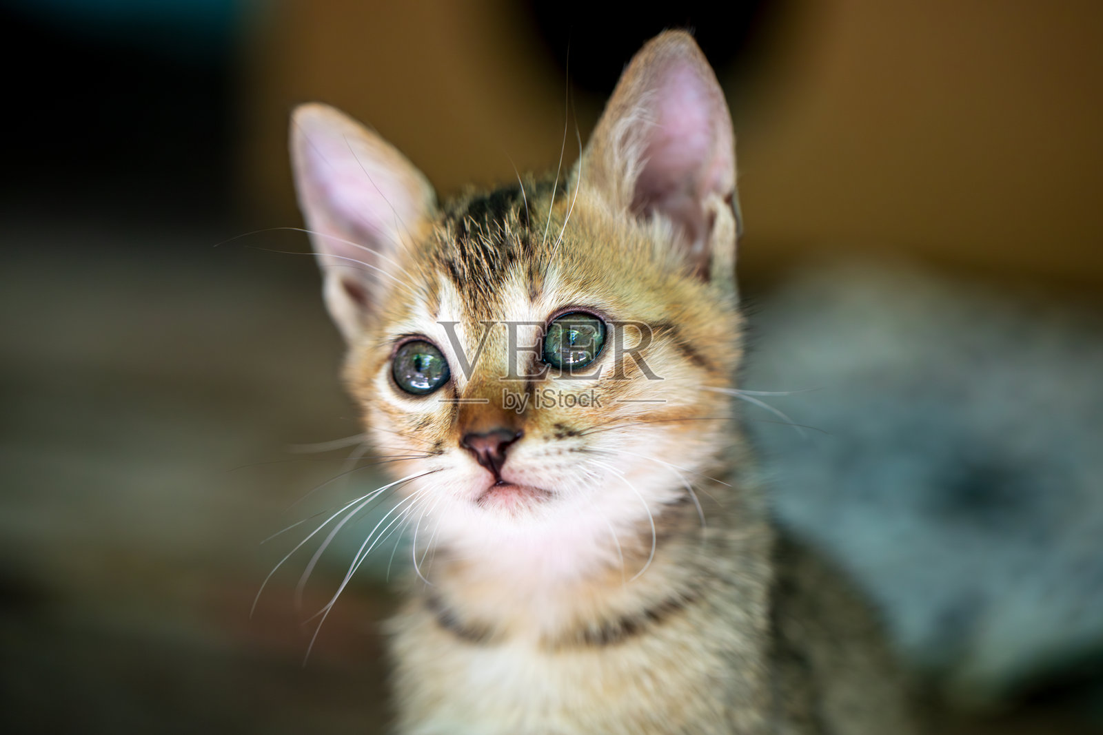 梦幻般的小猫在纸箱庇护所前，等待一个永远的家照片摄影图片