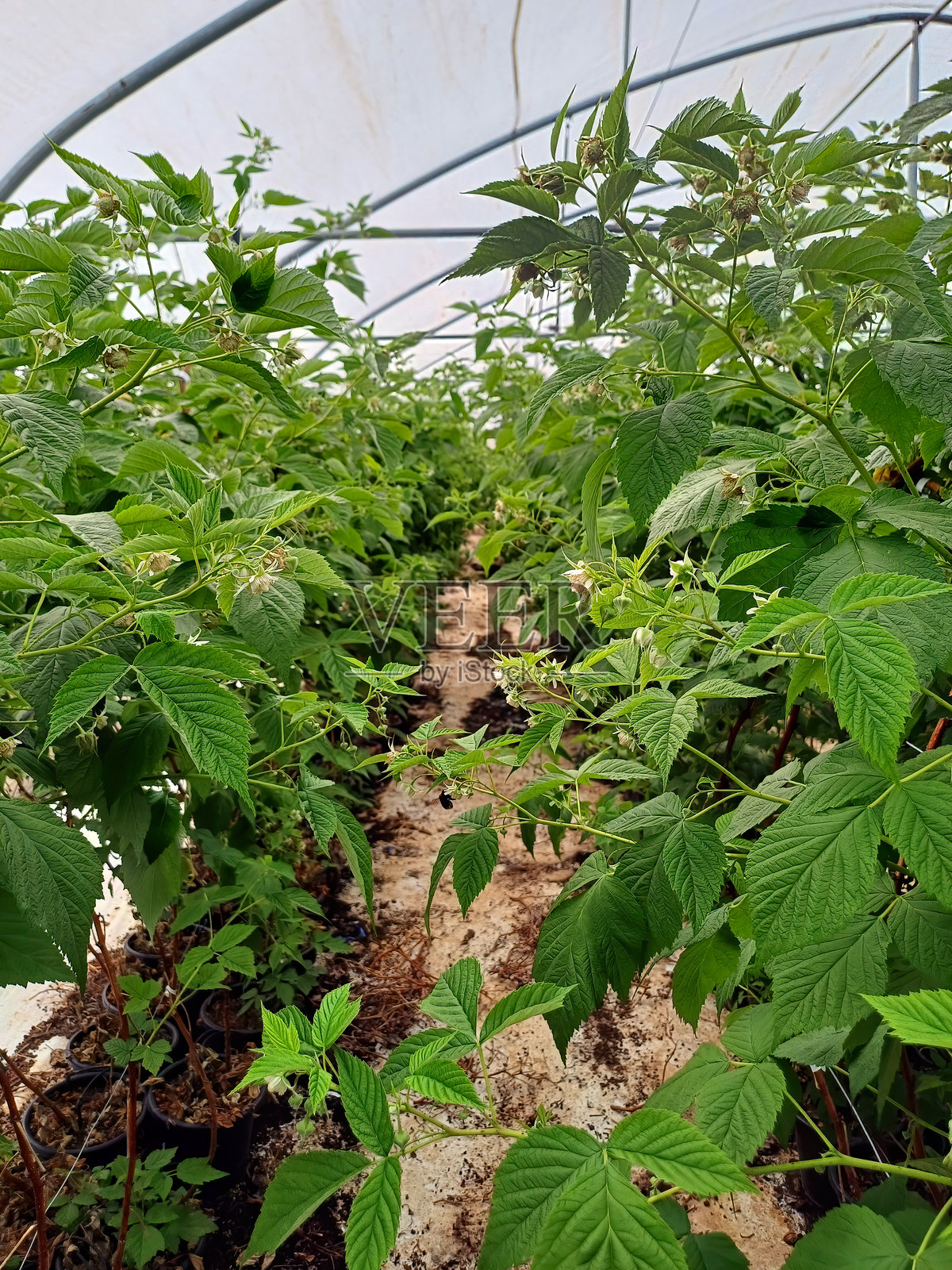 温室中生长的覆盆子照片摄影图片