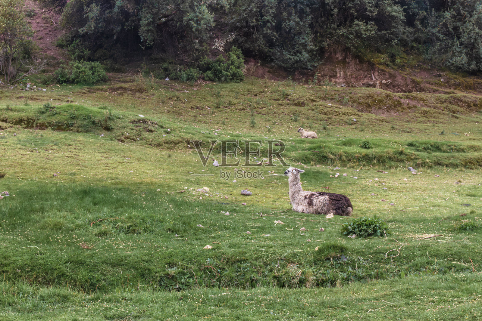 草地上的骆驼，坦博马查遗址 - 库斯科照片摄影图片