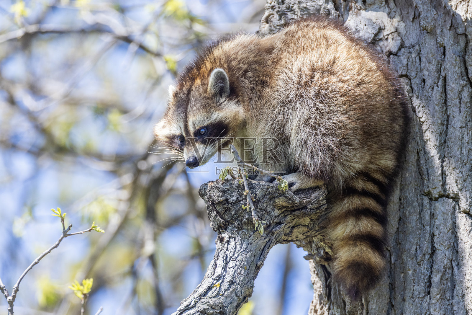 美洲浣熊、北方浣熊或普通浣熊照片摄影图片
