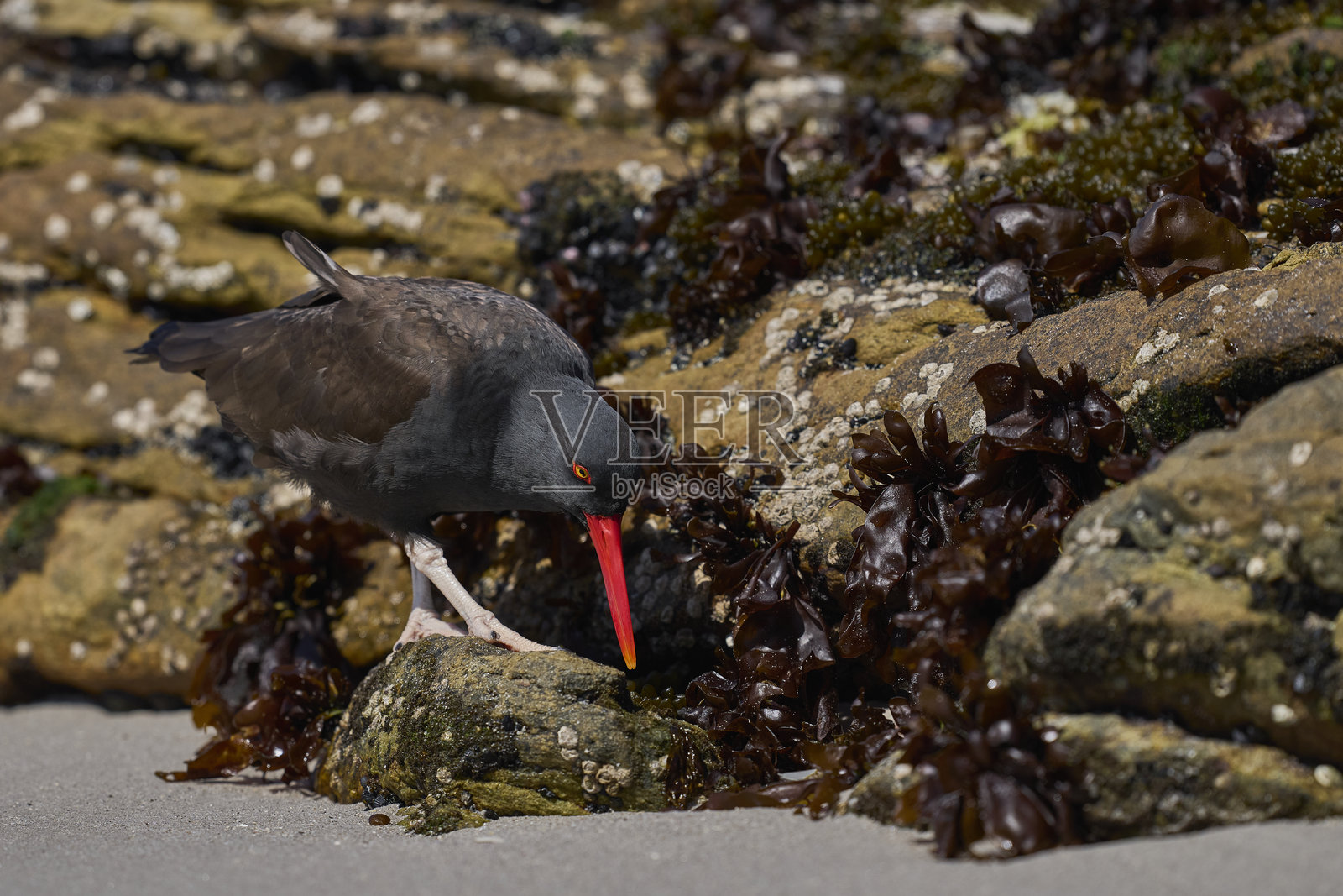 黑嘴鸻照片摄影图片