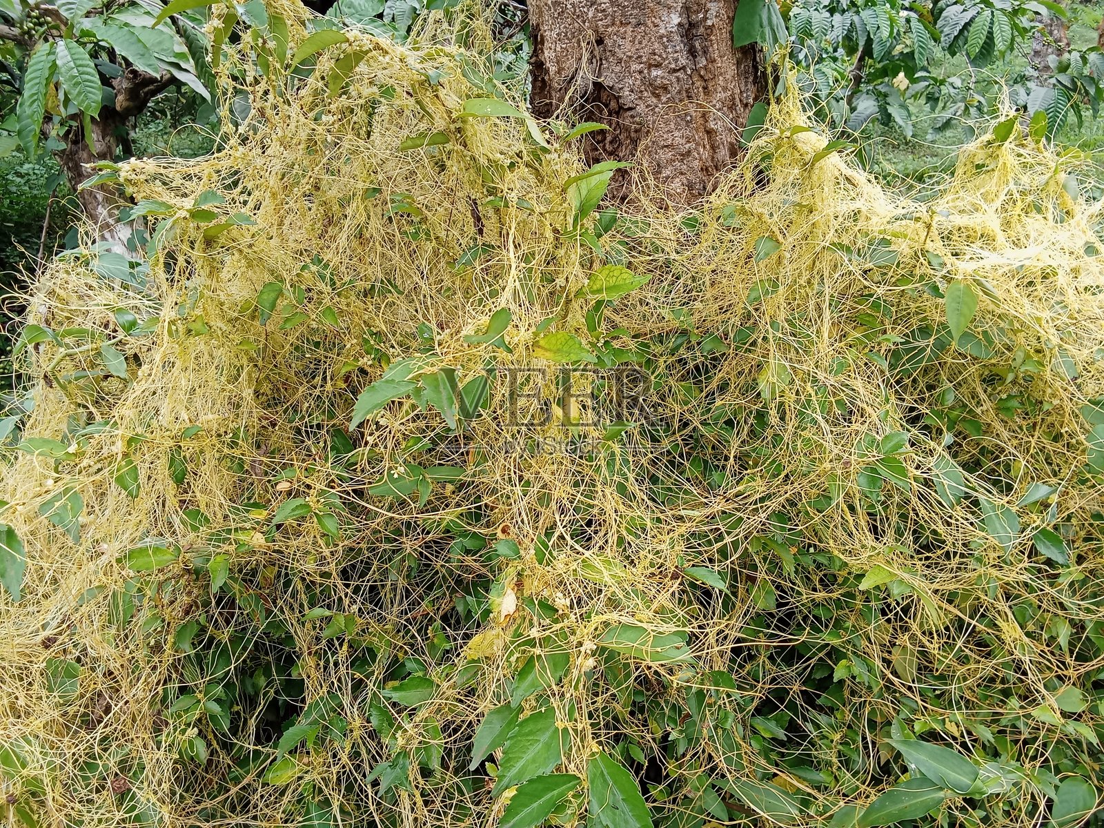 反射菟丝子照片摄影图片