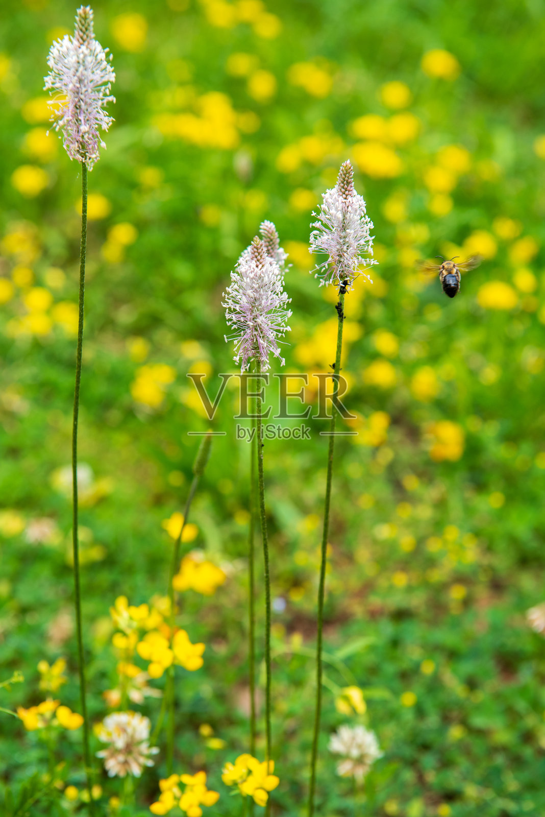 蜜蜂与花朵。毛叶车前草（Plantago media）是一种属于车前科（Plantaginaceae）的开花植物。照片摄影图片