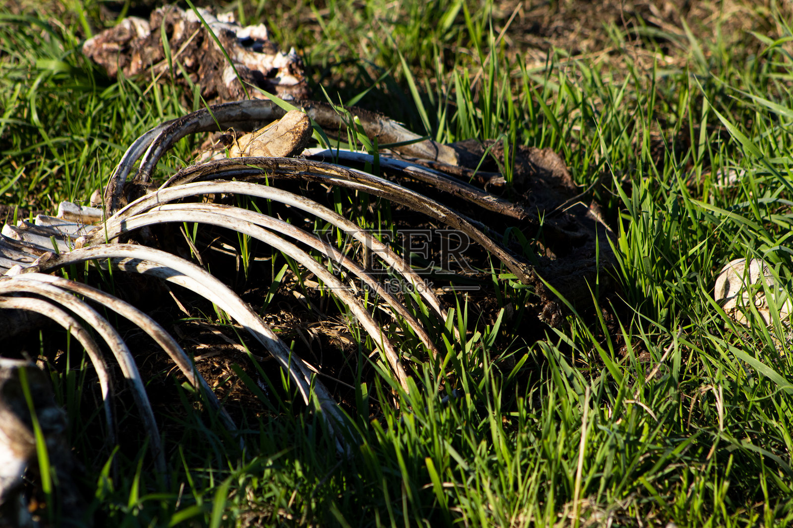自然中的动物骨骼照片摄影图片