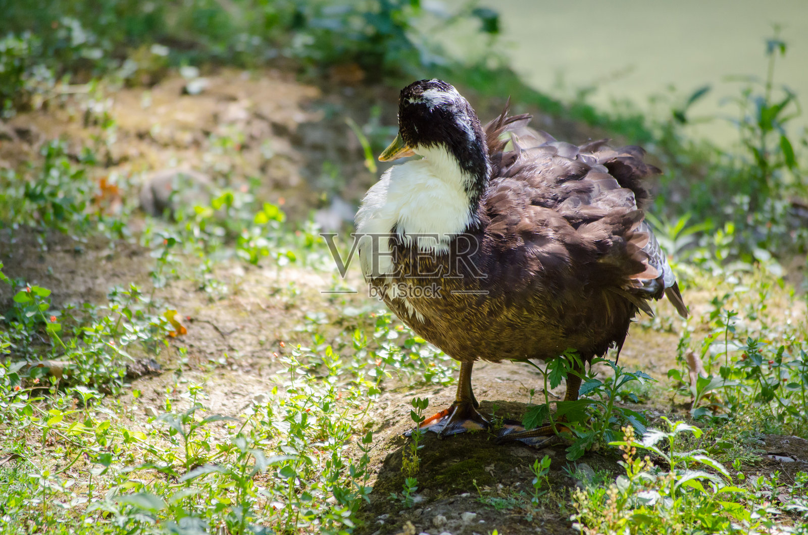 阳光明媚的花园里的一只鸭子靠近水边照片摄影图片