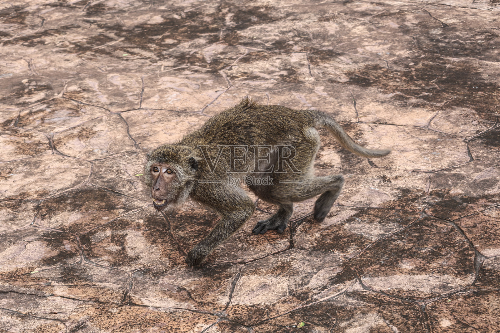 愤怒的城市猕猴在城市人行道上露出牙齿 - 城市环境中的危险野生动物遭遇照片摄影图片