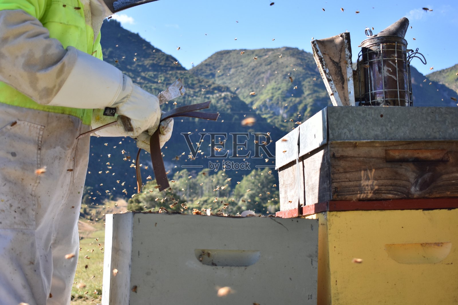 养蜂人使用有机草酸瓦螺蜜蜂条在蜂箱中照片摄影图片